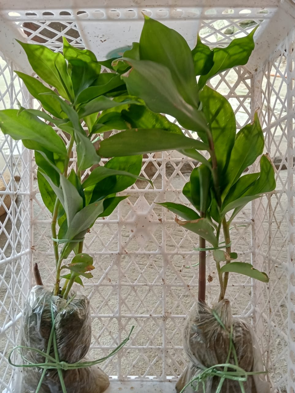 WhatsApp Image 2025-11-19 at 10.55.53 PM (1)