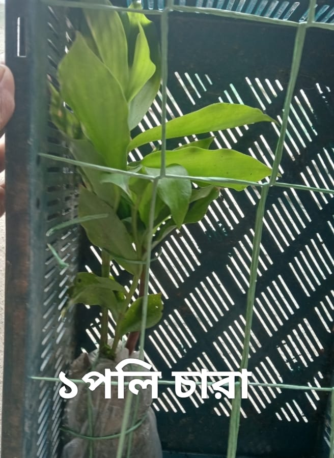 WhatsApp Image 2025-11-19 at 10.55.53 PM