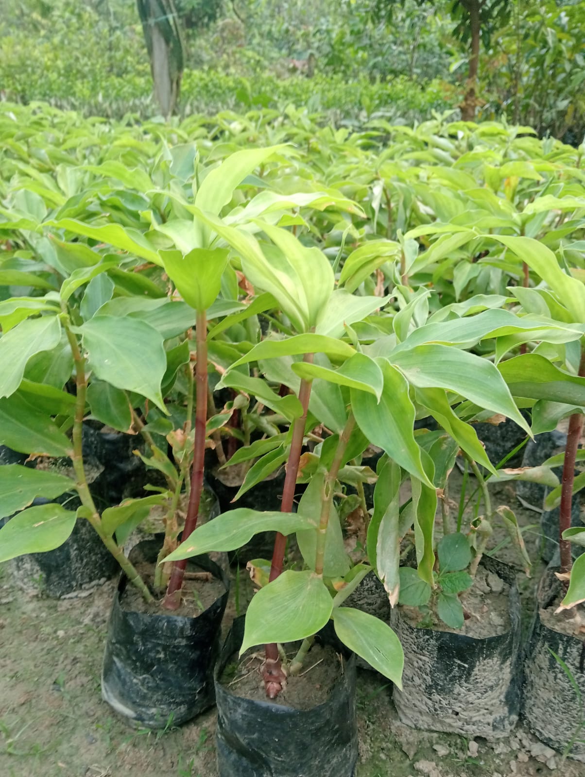 WhatsApp Image 2025-11-19 at 10.55.54 PM